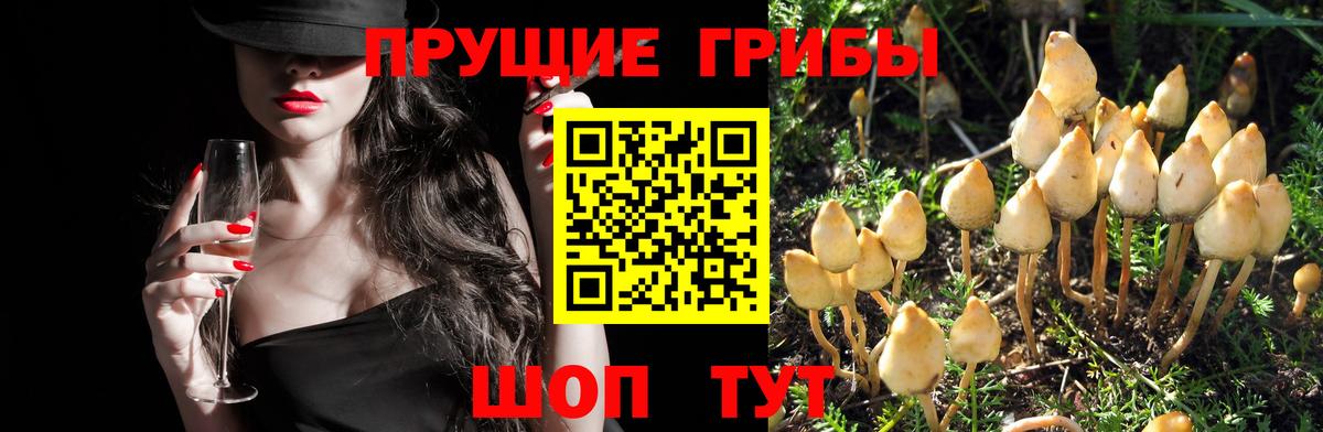 Псилоцибиновые грибы MAGIC MUSHROOMS  Галлюциногенные грибы прущие грибы  Карпинск  купить наркотик  Вход с VPN 